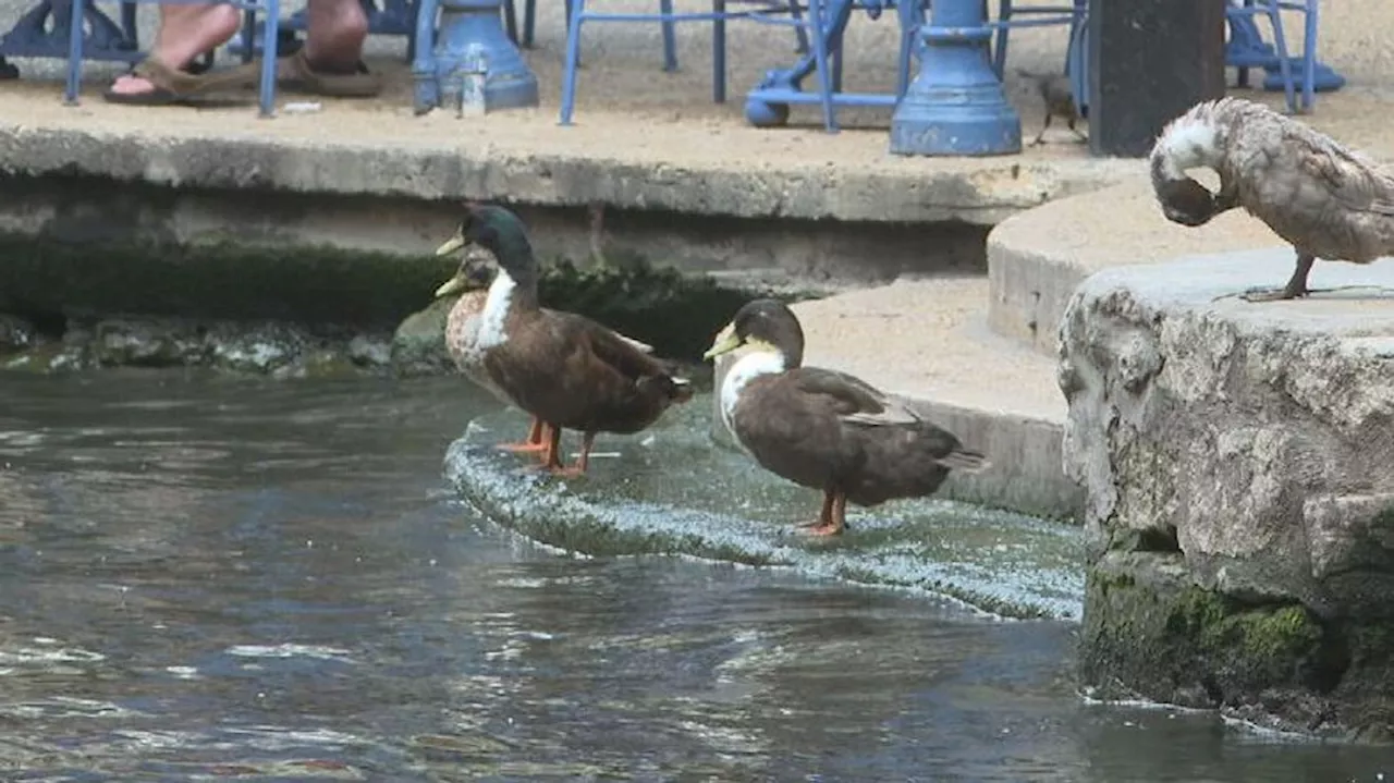 Man accused of killing River Walk duck won't face charges; DA's office explains why