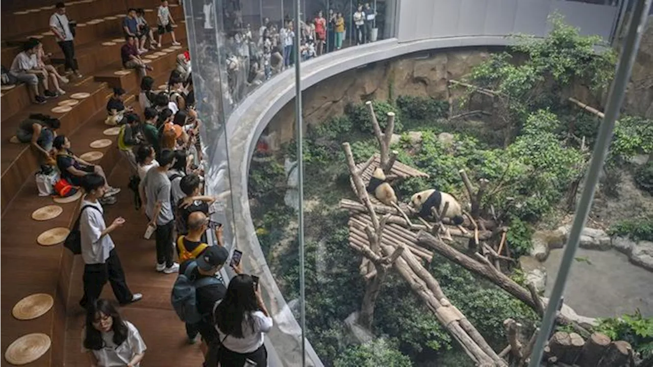 Berulah di Taman Panda, Turis di China Dilarang Datang Seumur Hidup