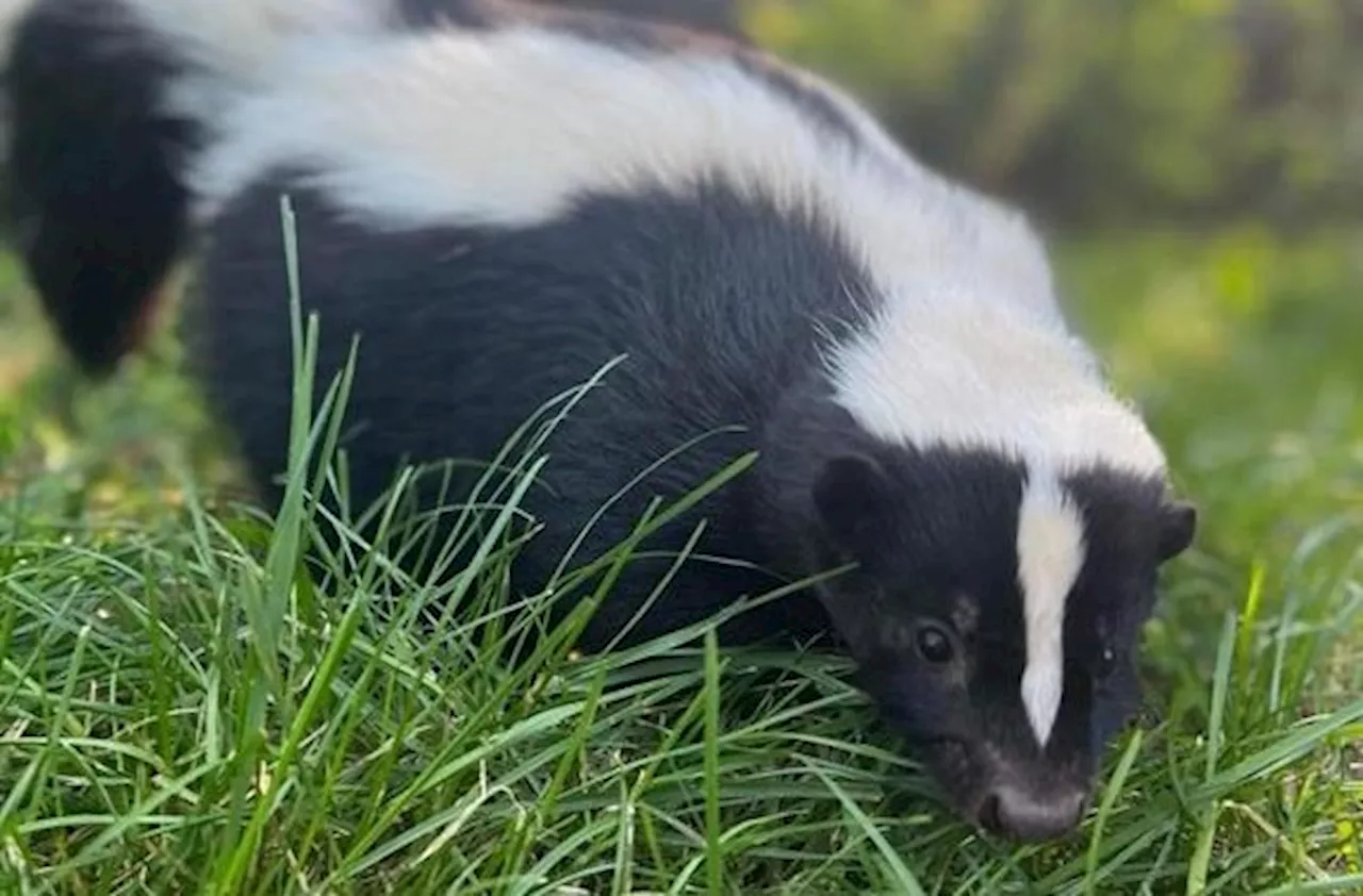 ‘Freaking out’: Manitoba woman’s dog attacked by rabid skunk, sparking concern