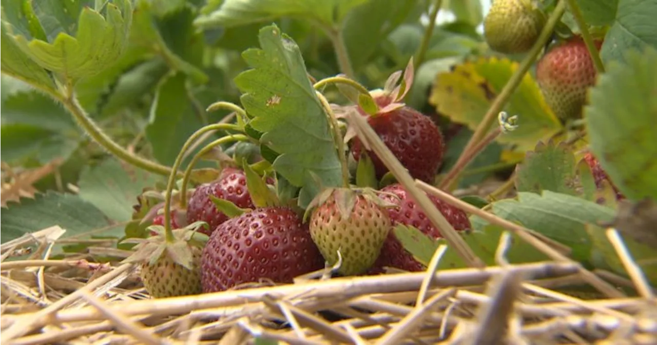 Ontario’s strawberry season ‘will probably end early’ given extreme heat