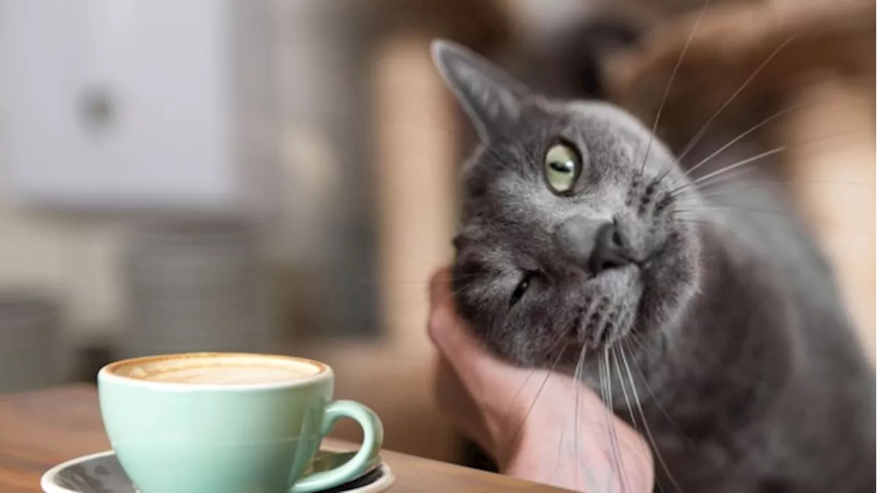 Tweede kattencafé Katmosfeer opent de deuren in Antwerpen