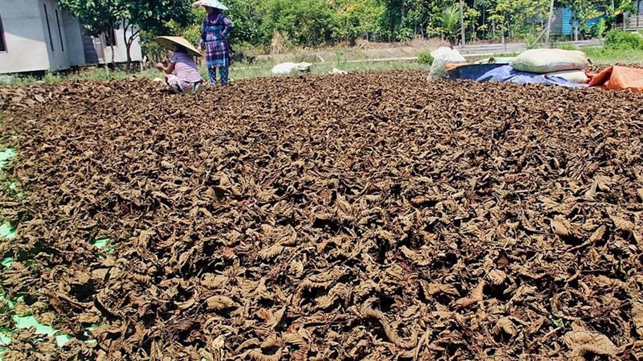 Petani Kalimantan Sambut Baik Rencana Pemerintah Melegalkan Kratom