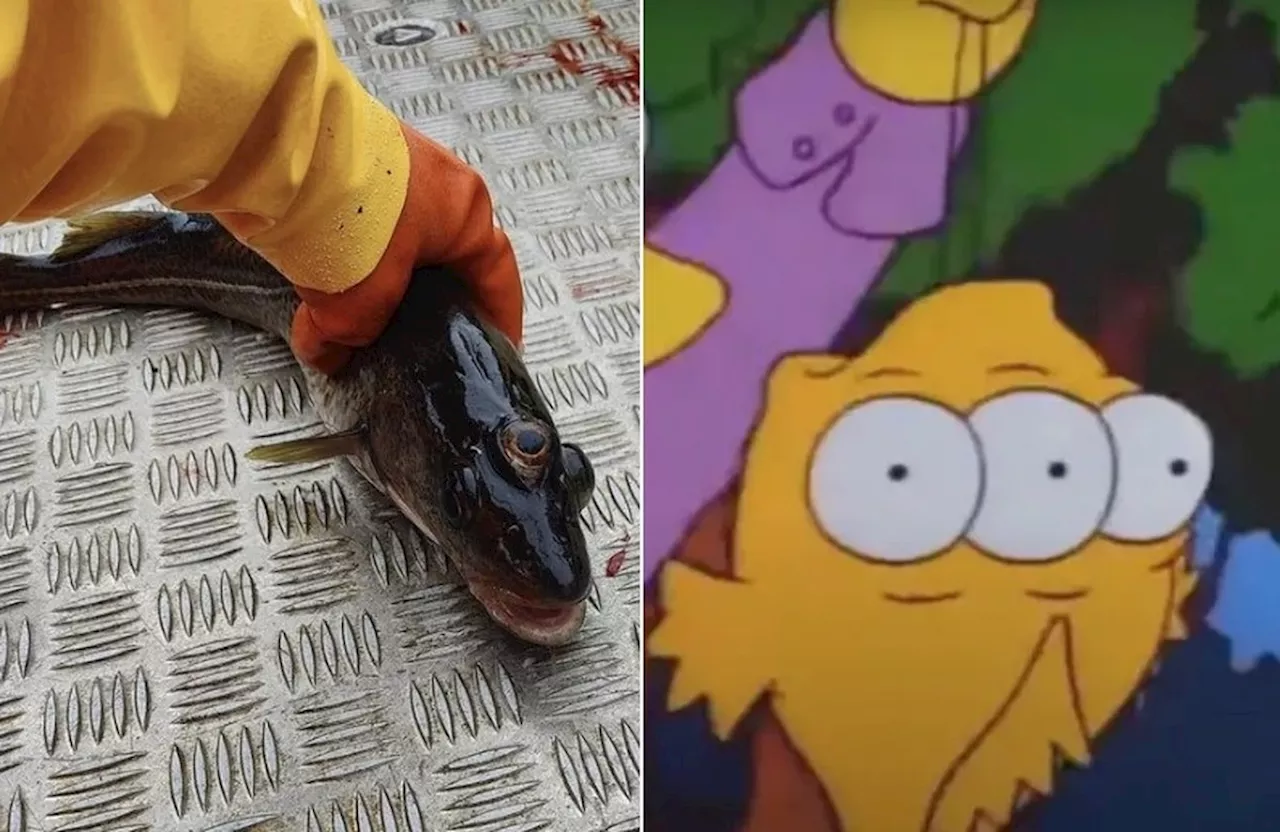 'Previsão' dos 'Simpsons' se confirma de novo: peixe de três olhos é fisgado