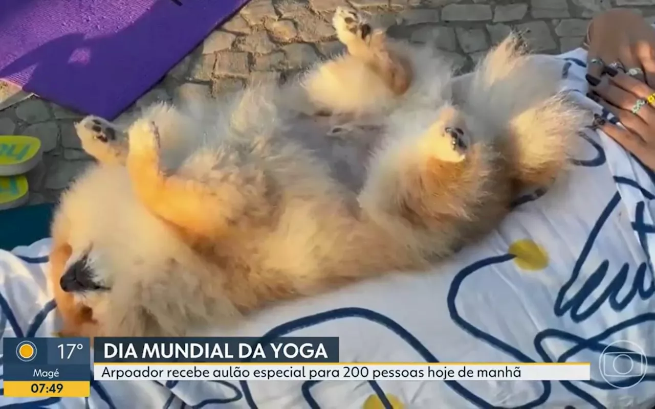 Vídeo! Cachorrinho rouba a cena em aula coletiva de ioga