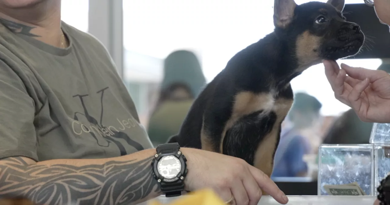 New CDC guidelines require dogs traveling into the U.S. to be microchipped
