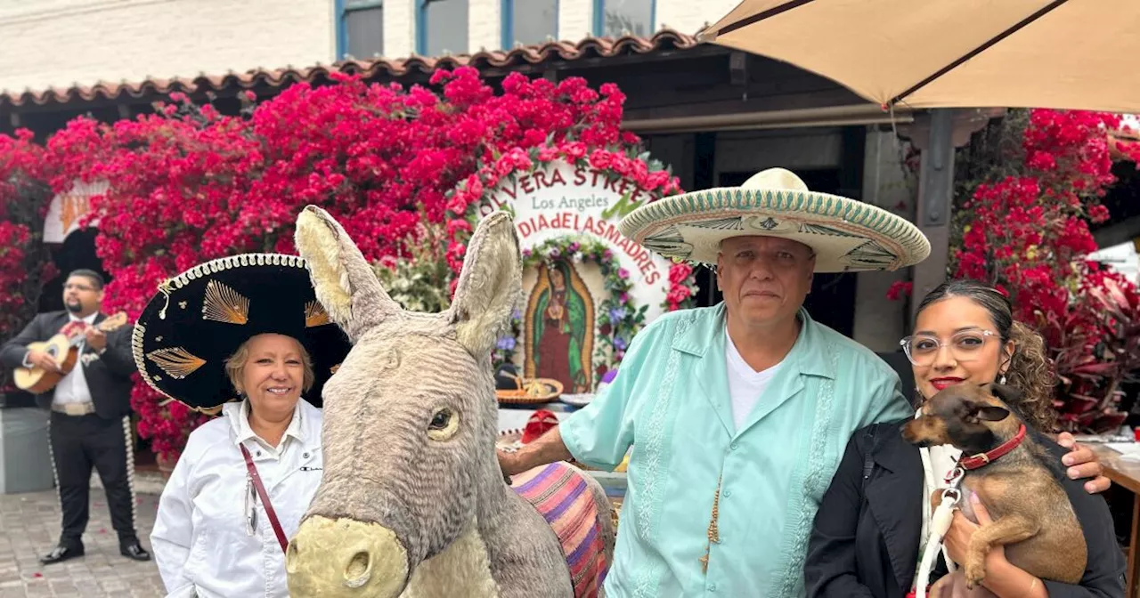 Olvera Street Donkey