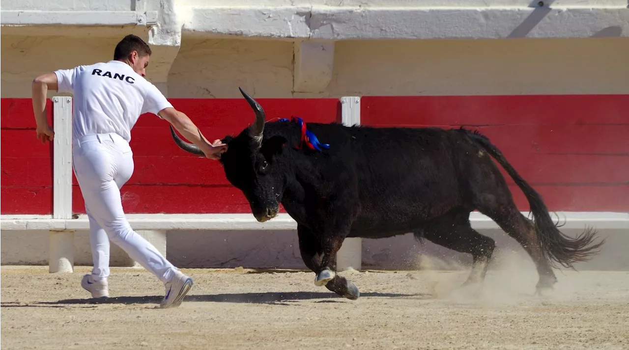 Bouvine : fête de la Saint Jean à Barbentane, Fête votive aux Saintes-Marie-de-la-Mer