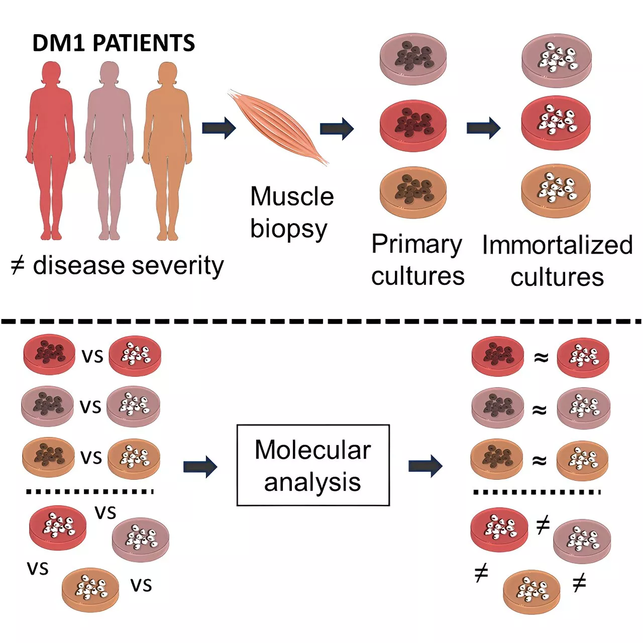 New cellular models of myotonic dystrophy type 1 reflect the clinical diversity of the disease