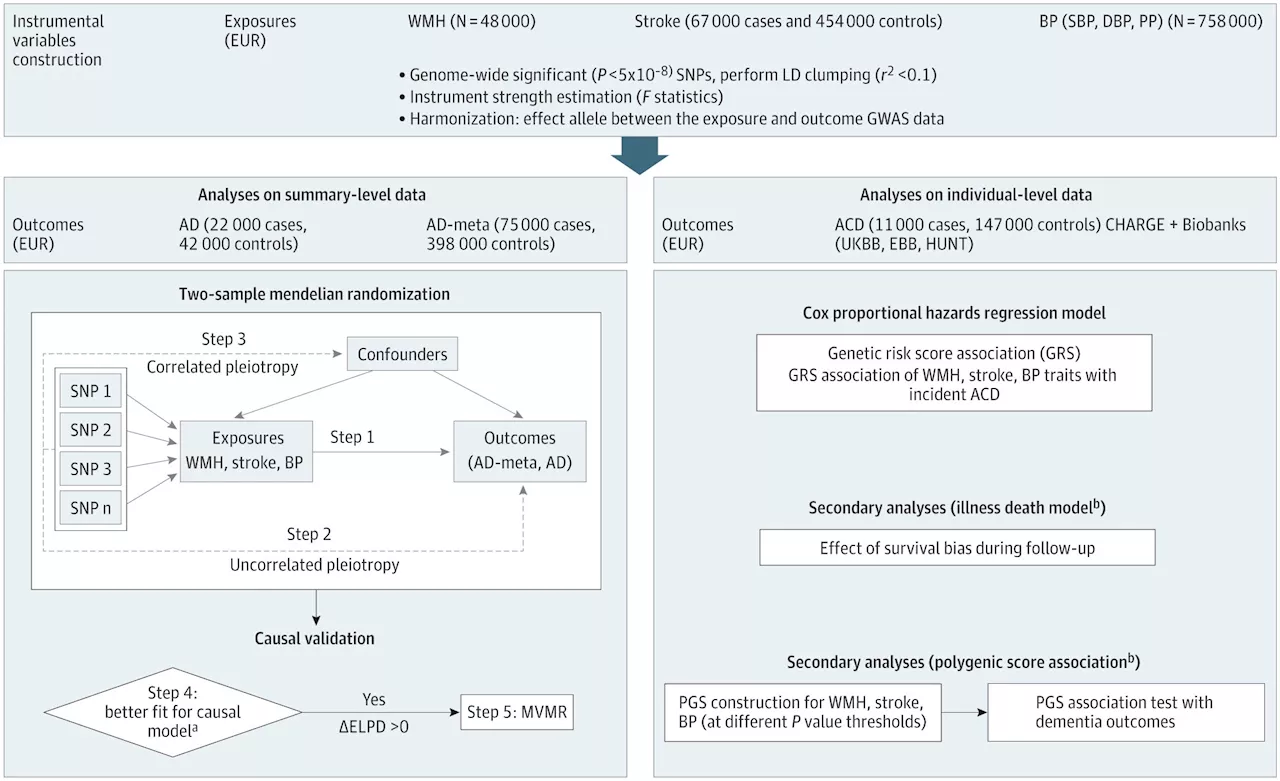 Study finds causal evidence tying cerebral small-vessel disease to Alzheimer's and dementia