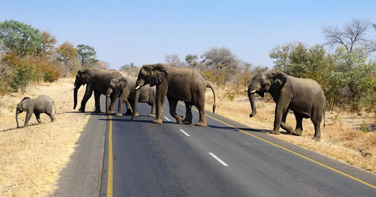 Elephant tosses US tourist off vehicle and tramples her dead in Zambia