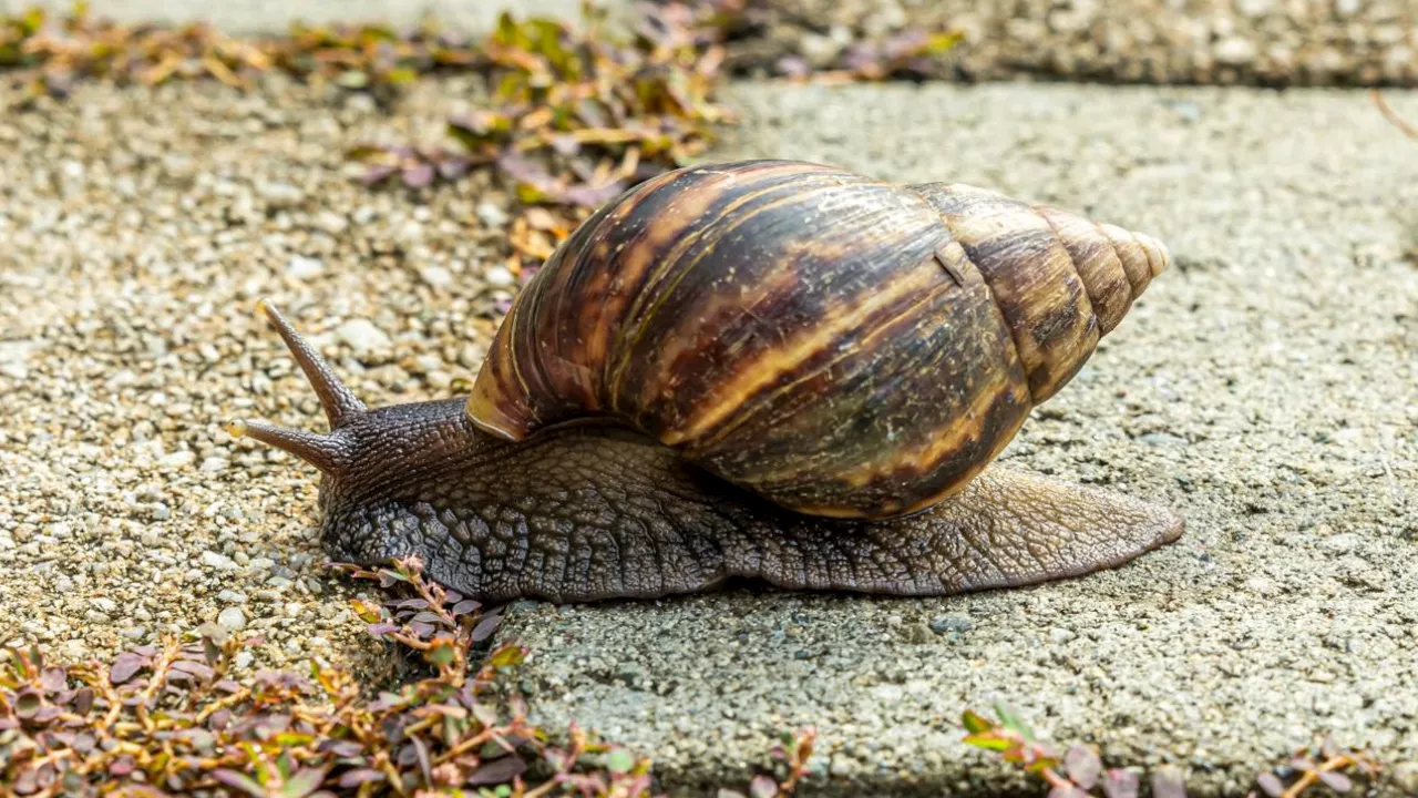 El Valle de Aburrá combate a los caracoles invasores: Ya van más de 470 kg recolectados