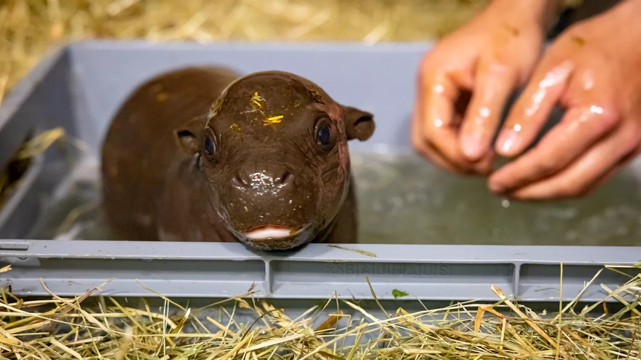 Bade-Fotos: Überlebendes Zwergflusspferd-Baby ist wohlauf