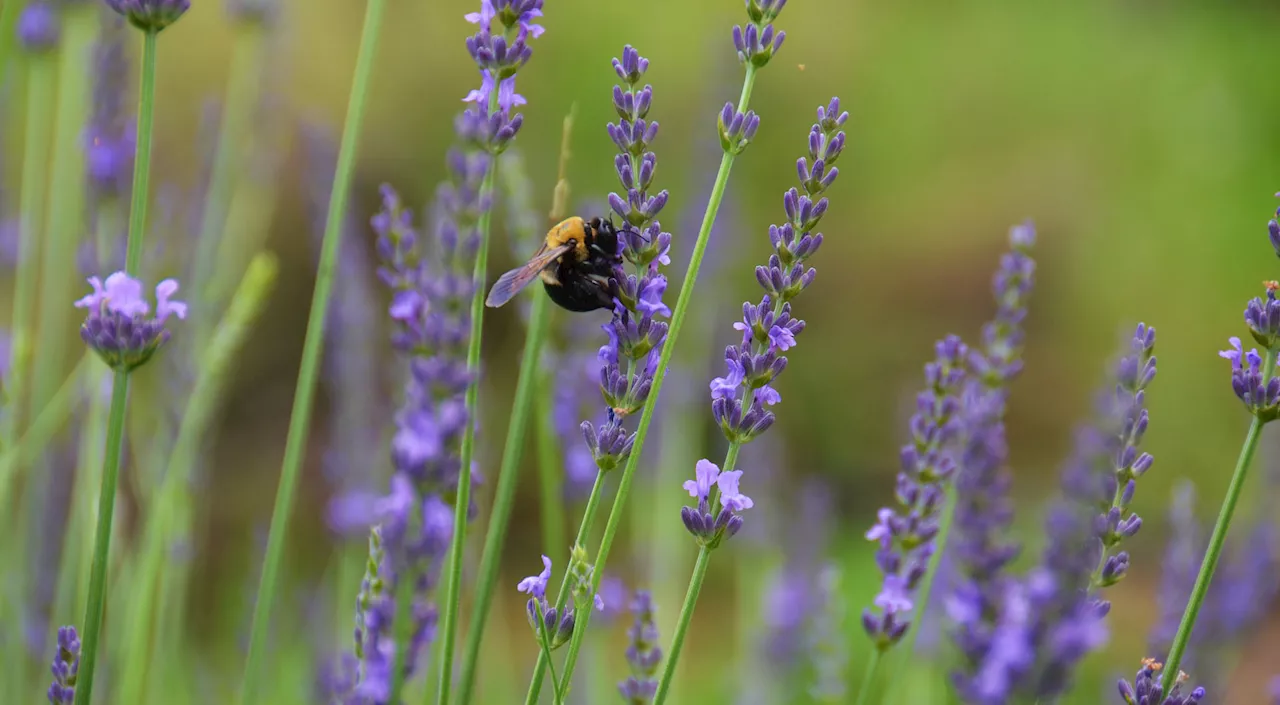 A ‘sea of purple' is now blooming at 123 Farm's Lavender Festival