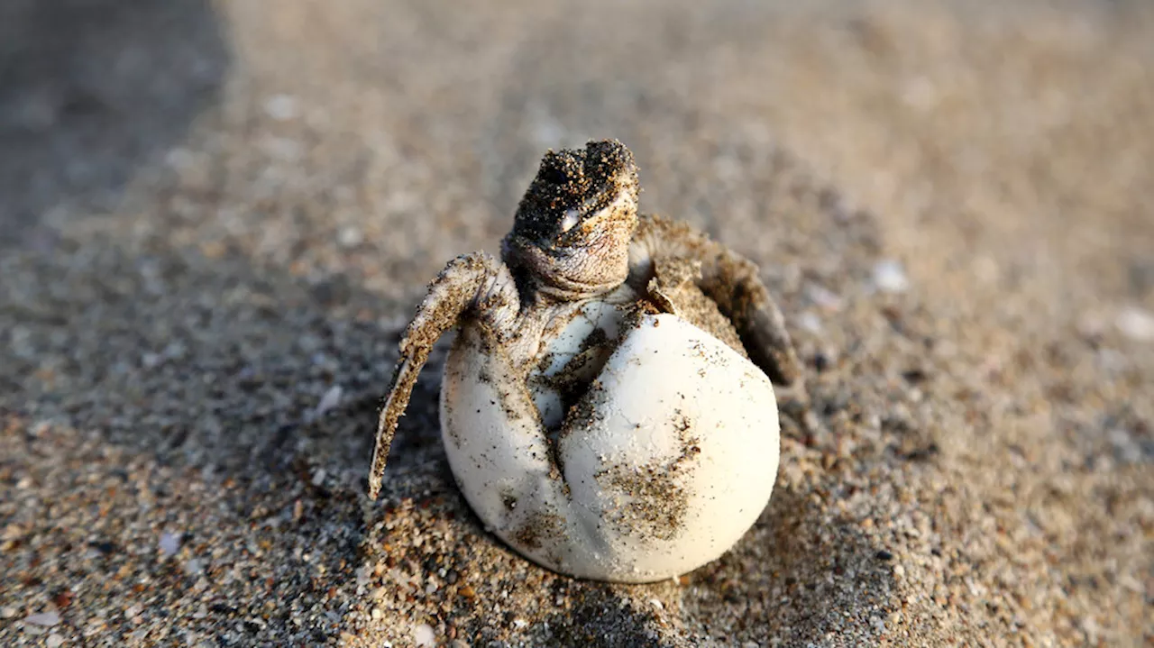 South Padre non-profit races to protect sea turtle nests amid storms