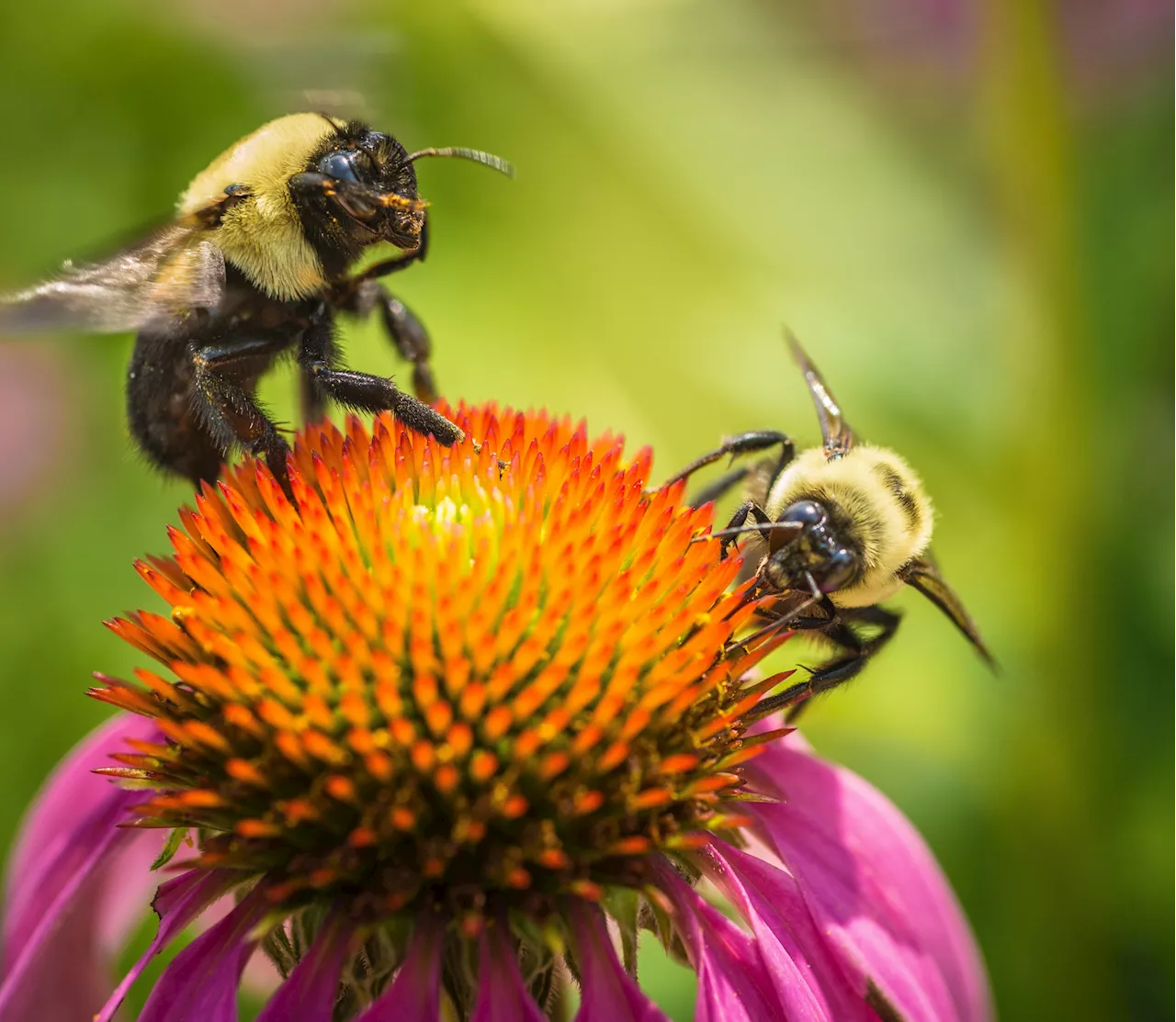 Invasive 'Killer Bees' Found as Warning Issued to Alabama Residents