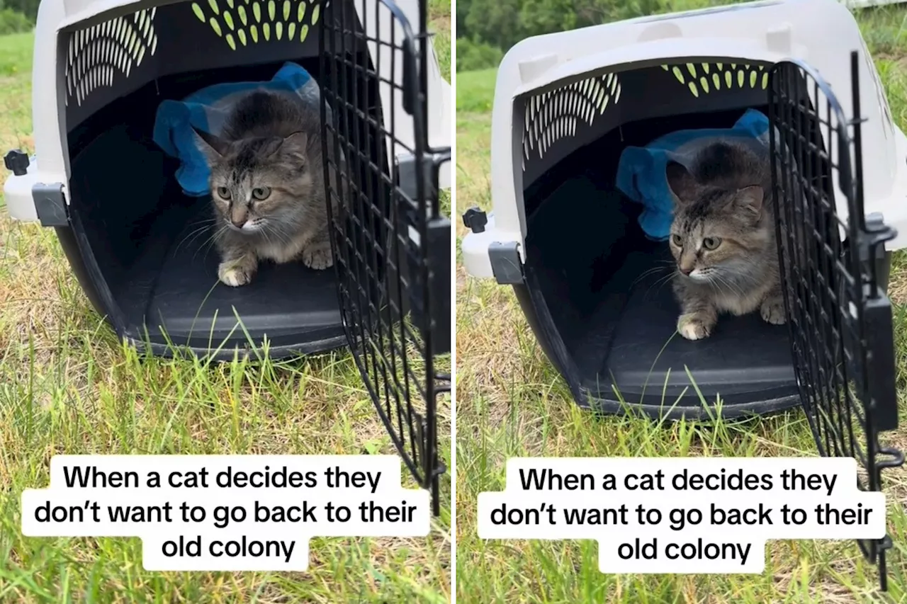 Moment Stray Cat Decides Not to Return to Colony After Taste of Indoor Life