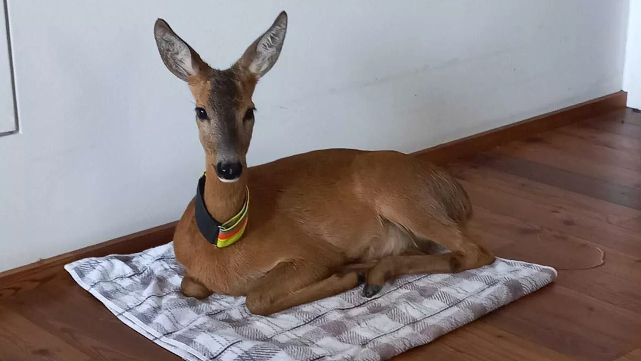 Rehgeiß „Lili“ als Stammgast im Gasthaus Kremslehner in Stephanshart