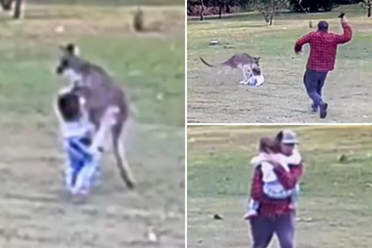 Kangaroo attacks Australian toddler in wild video