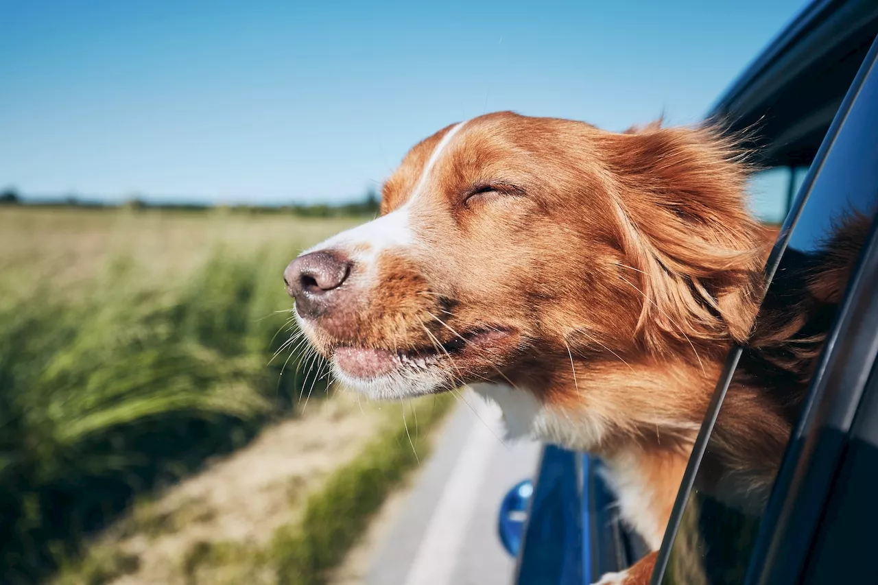 You can borrow a dog via the Humane Society of Harrisburg’s Shelter Skip Day