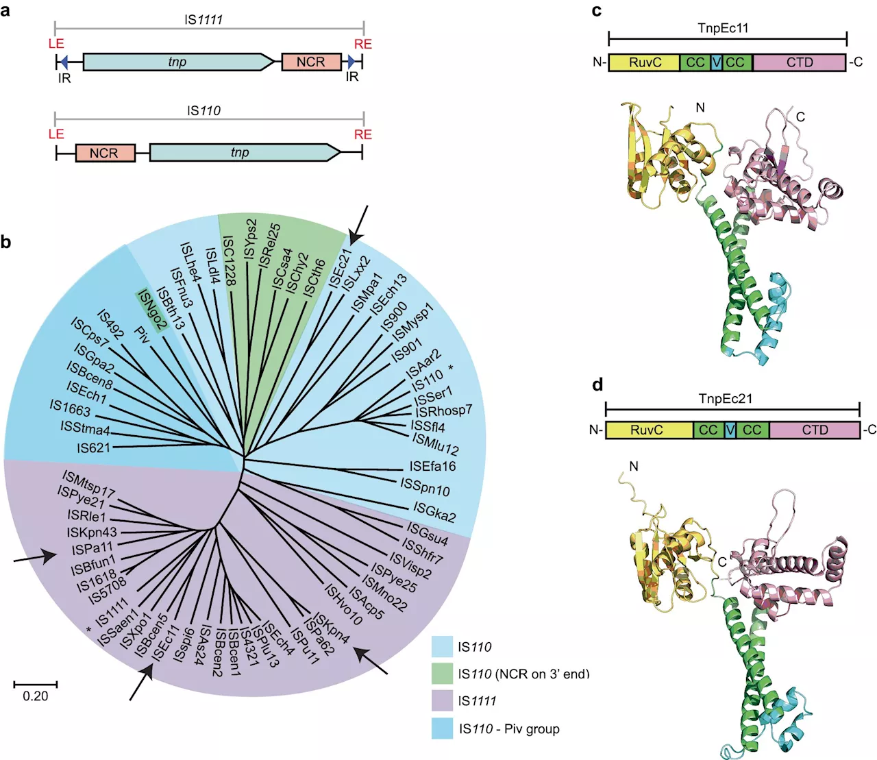 Beyond CRISPR: seekRNA delivers a new pathway for accurate gene editing