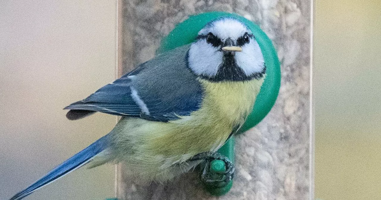 Futter: Wie man Vögel im Sommer richtig füttern sollte