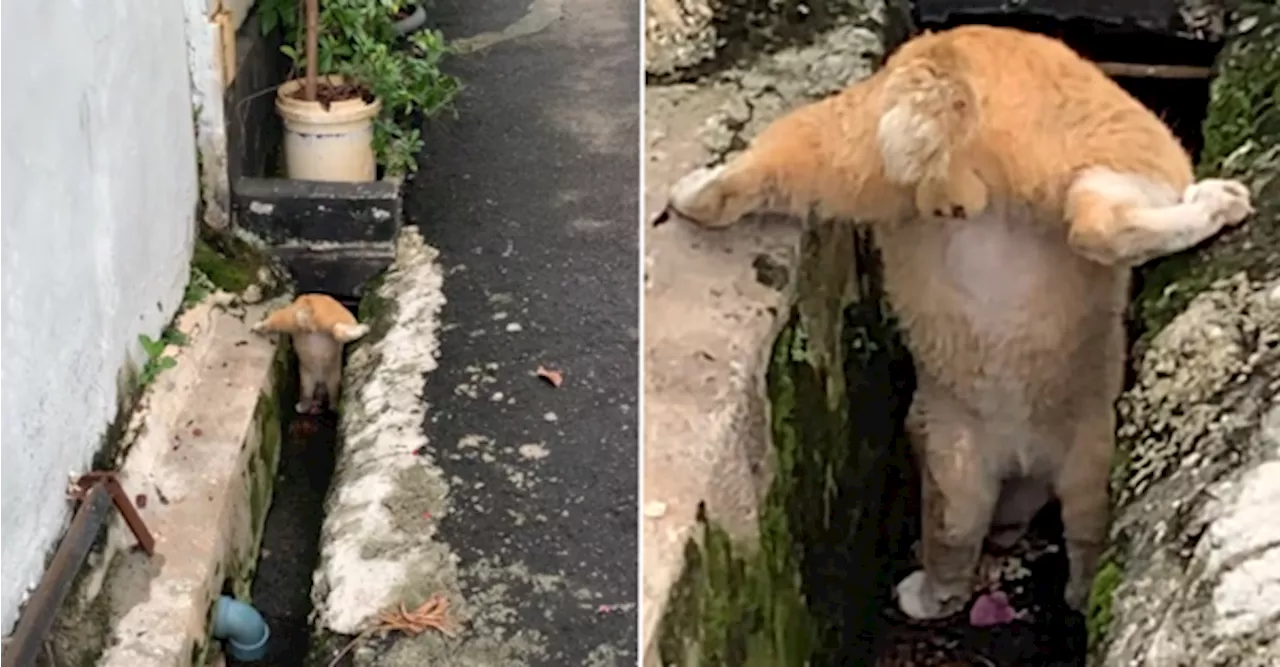 [VIDEO] Oyen In Indonesia Stands Upside Down To Eat Food Scraps From A Drain