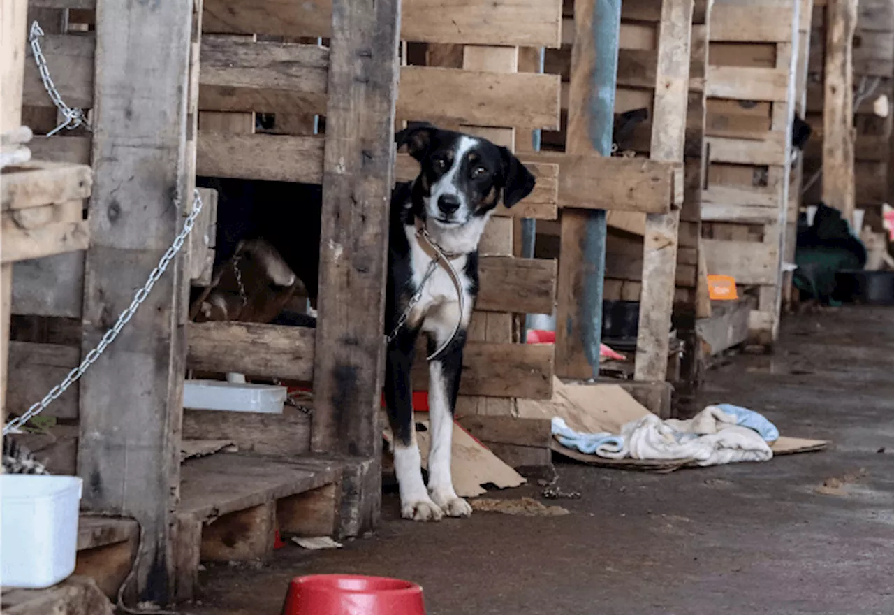 Comissão da Câmara aprova criação de delegacias especializadas em proteção animal