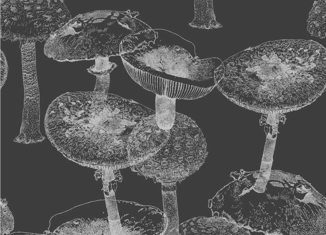 Mysterious ‘Dark Fungi’ Are Lurking Everywhere