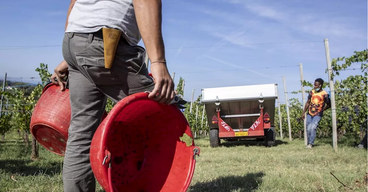 Nelle campagne italiane 230mila lavoratori nella morsa del caporalato