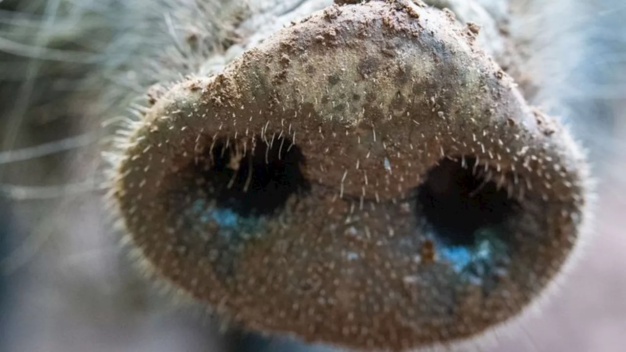 Gesundheit: Saarland wegen Schweinepest-Nachweis sensibilisiert