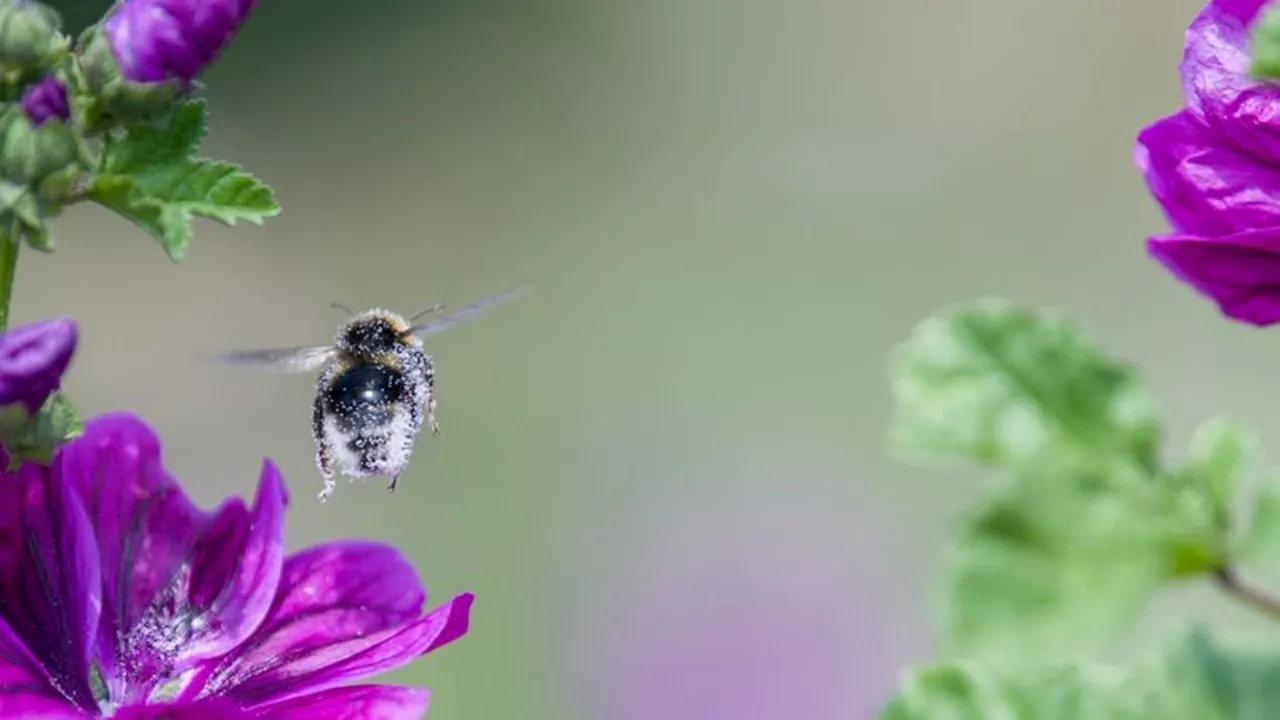 Naturschutz: 'Bienenstrom' von der Alb - Artenvielfalt durch Wildpflanzen