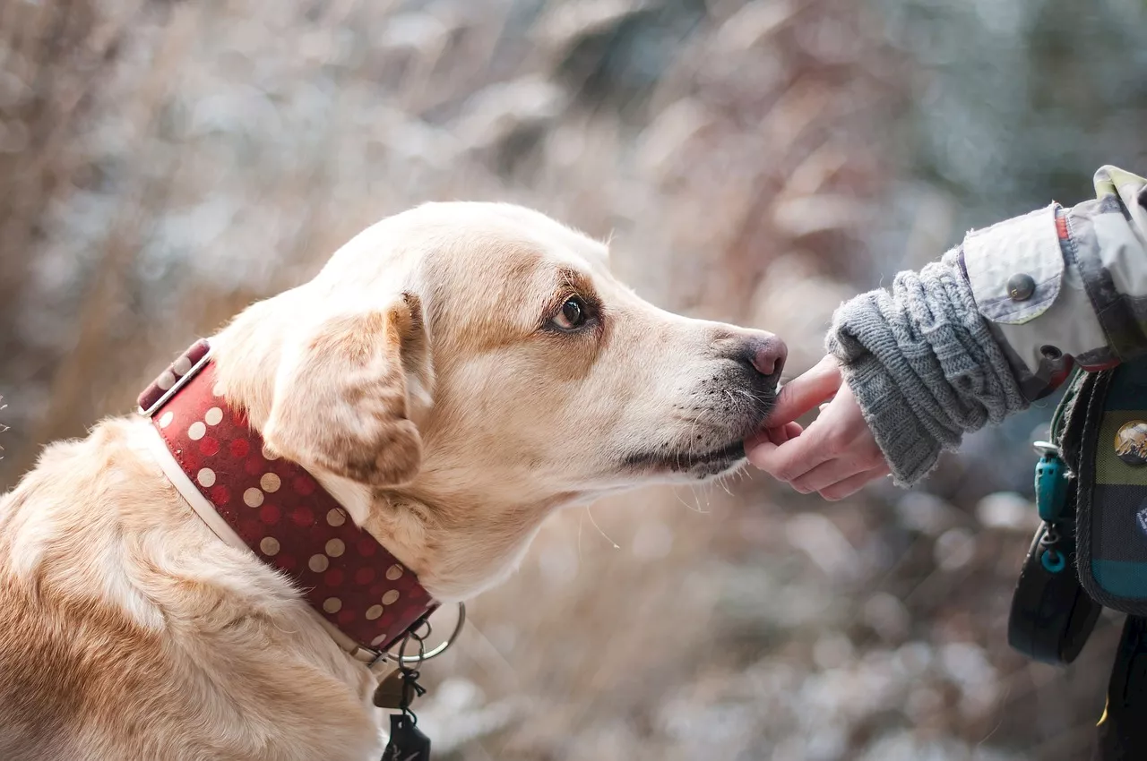 How long can dogs go without food?