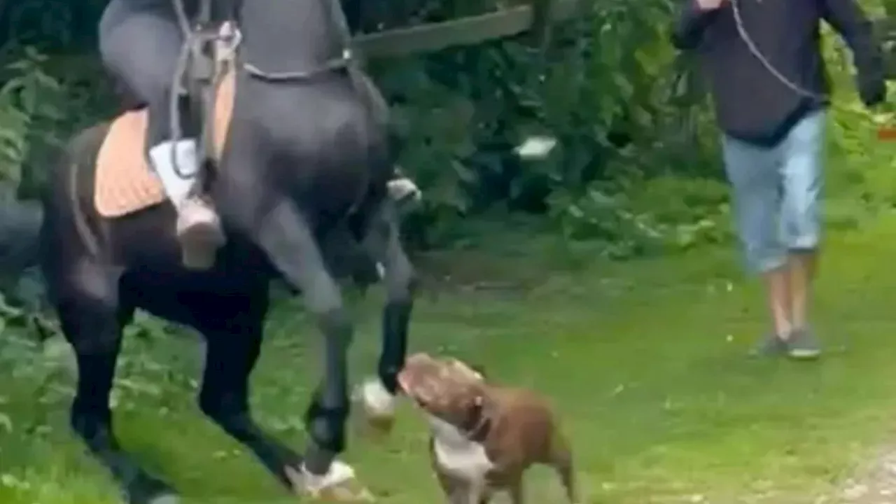 Watch shocking moment horse is attacked by aggressive dog in front of horrified child screaming ‘mummy’...