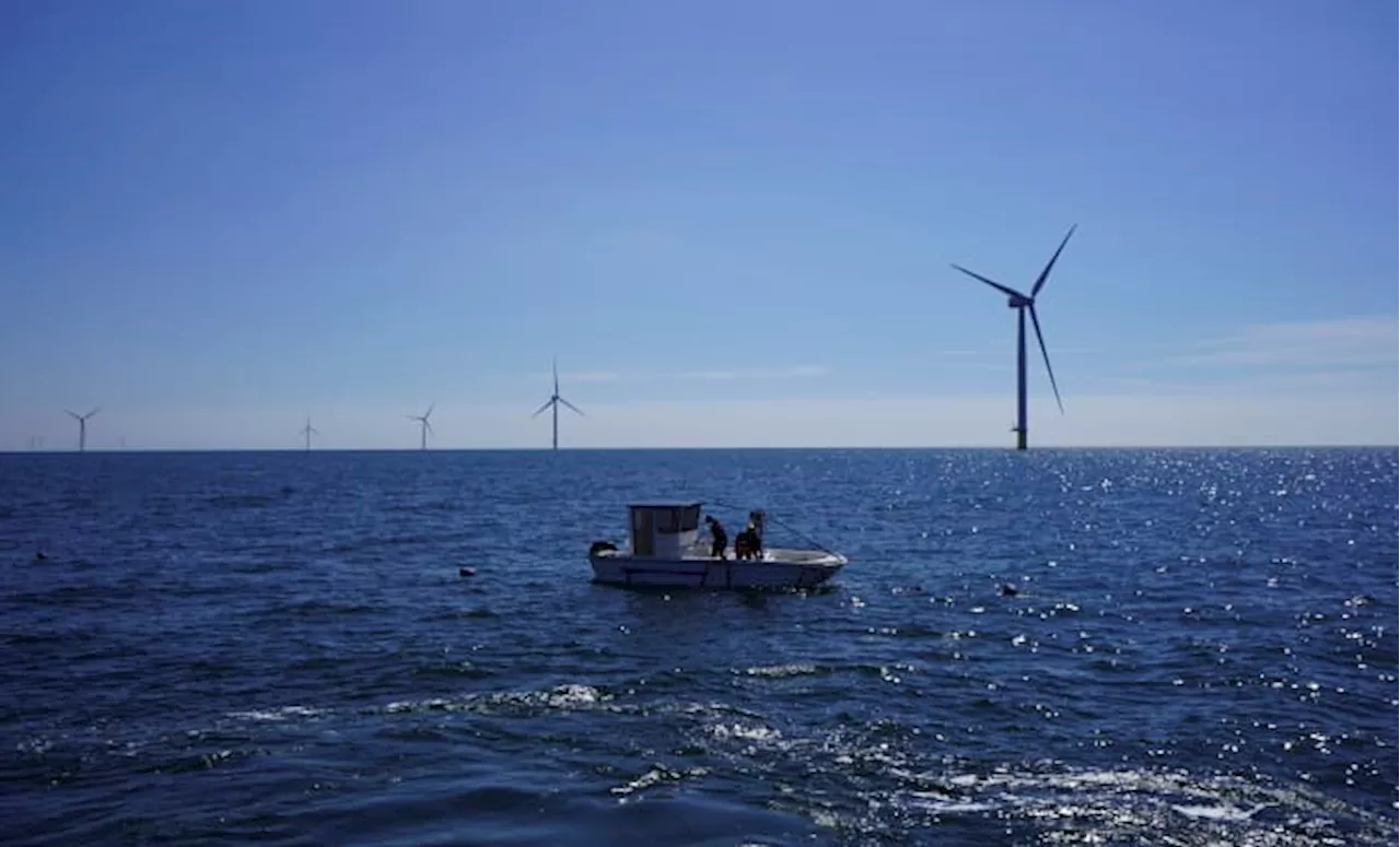 Beneath offshore wind turbines, researchers grow seafood and seaweed