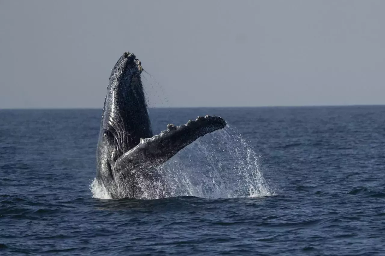 Humpback Whales: Whale-watching excursions off Rio de Janeiro's coast ...