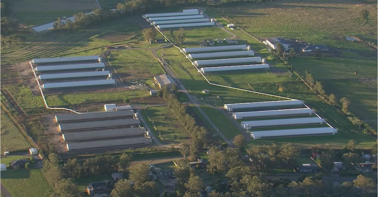 Bird flu detected at second commercial egg farm in Sydney's Hawkesbury