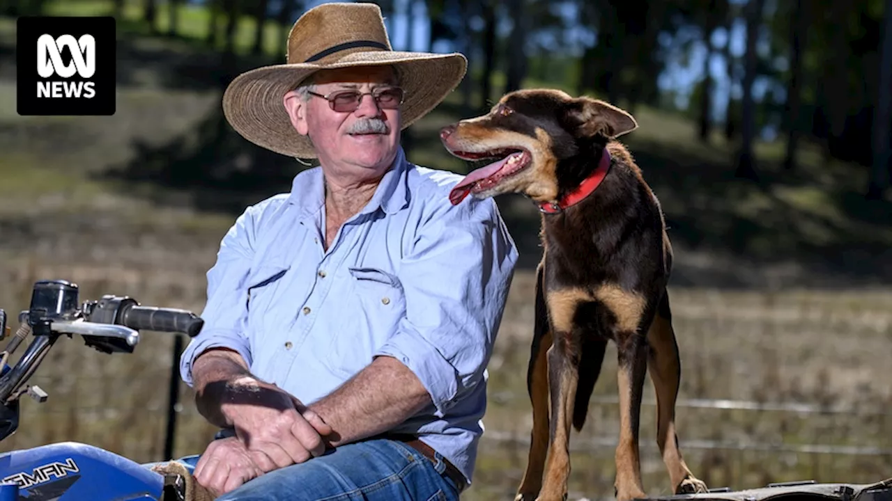 Kelpie breeder is selling up after 48 years to spend more time with his human family despite a red-hot market