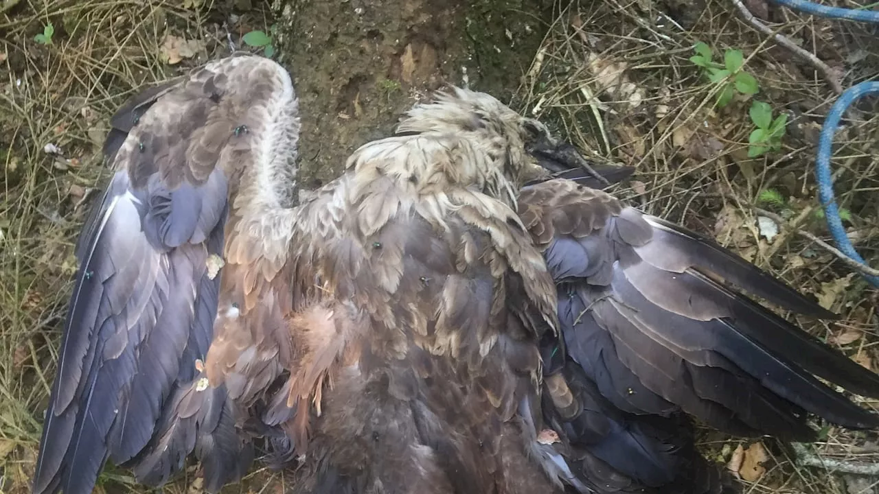 Drei Seeadler vergiftet: 5000 Euro Belohnung! Tierschützer jagen Vogel-Killer