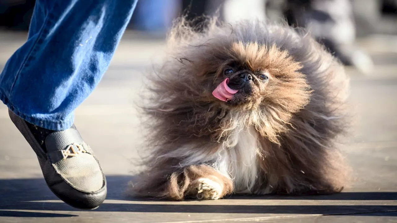 US-Hundewettbewerb: Dieser Pekinese ist der »hässlichste Hund der Welt«