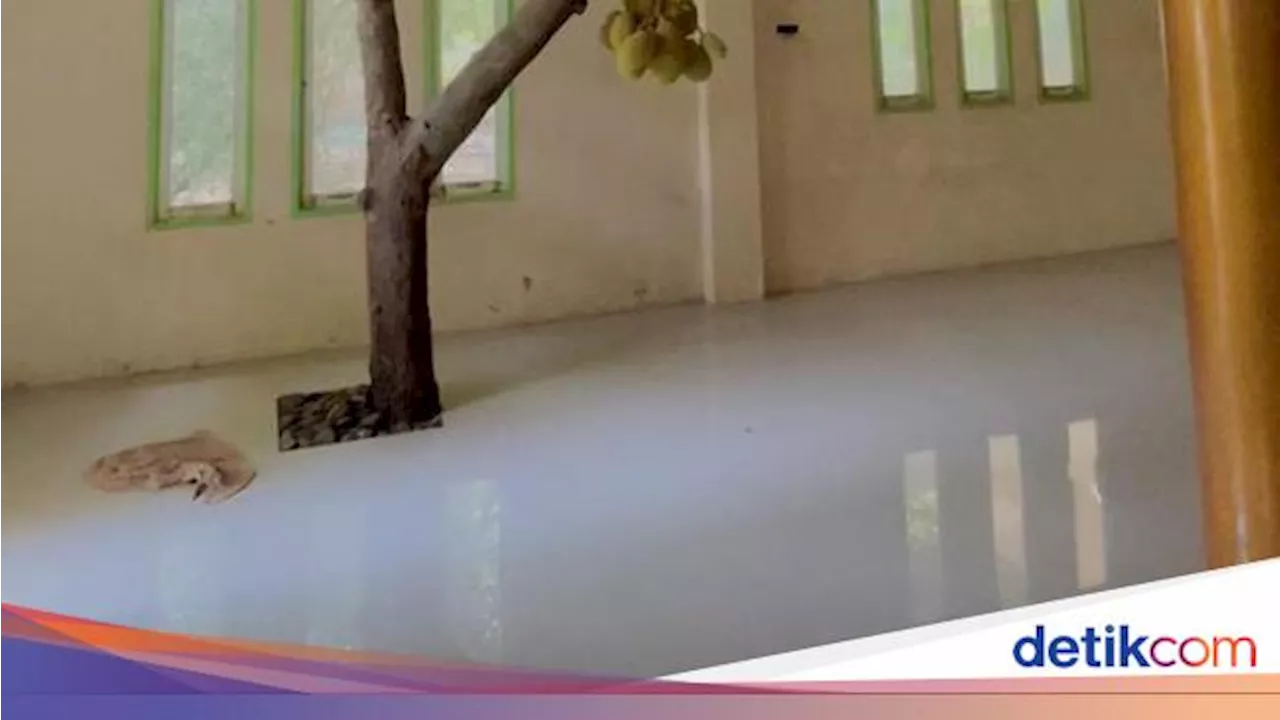 Viral Pohon Nangka Tumbuh Dalam Rumah, Ahli Ingatkan 2 Bahayanya