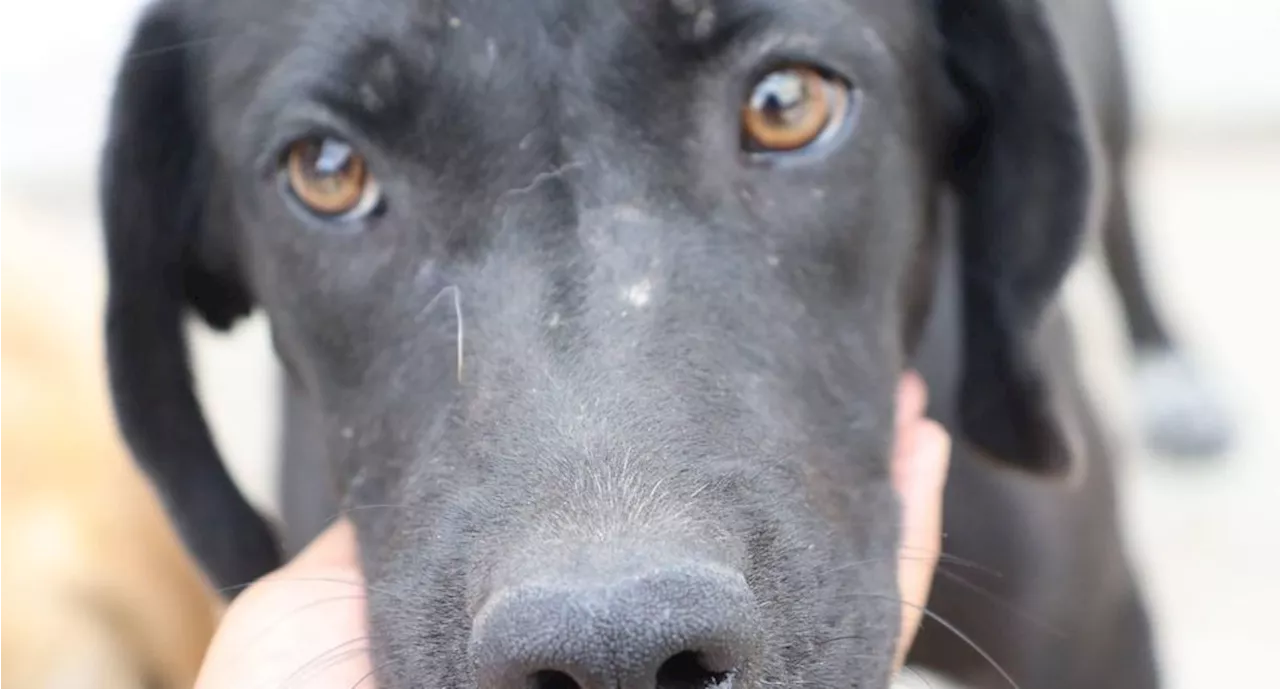 Fundación 'Patitas pa' qué las quiero”: al rescate de perritos en situación de riesgo o de maltrato