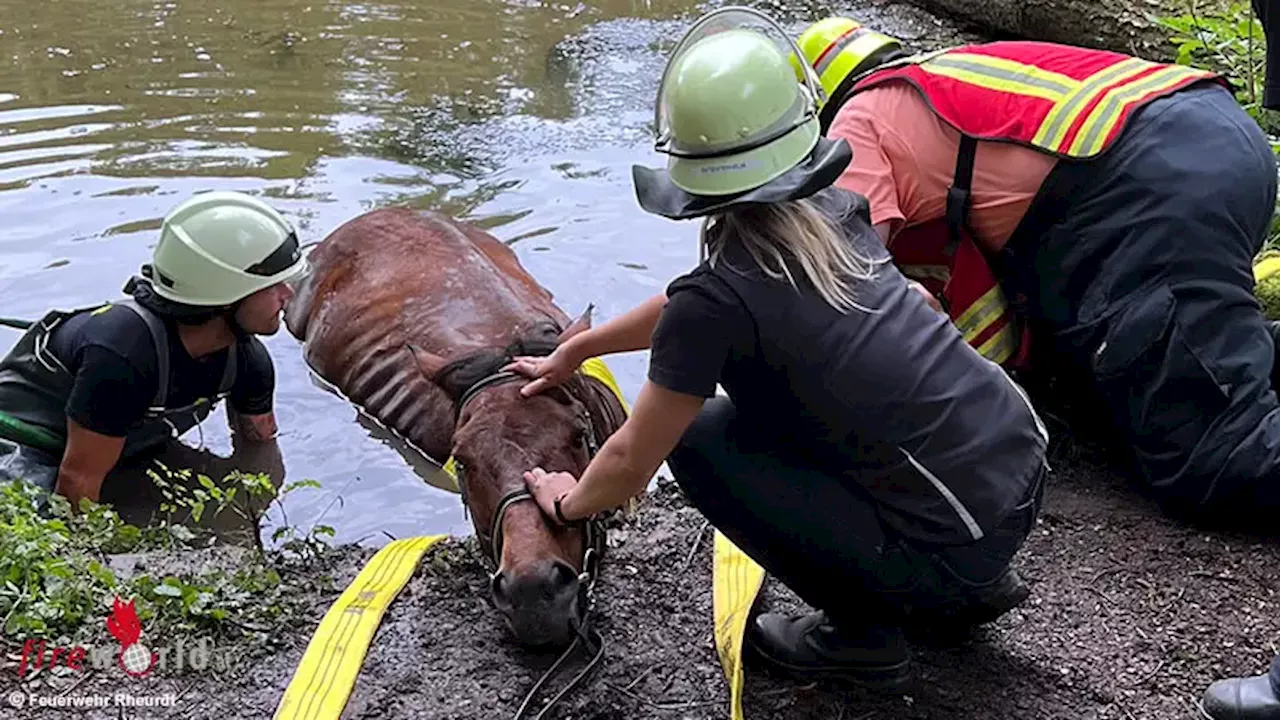 D: Pferderettung in Rheurdt → Feuerwehr befreit „Showtime“ aus Wasser