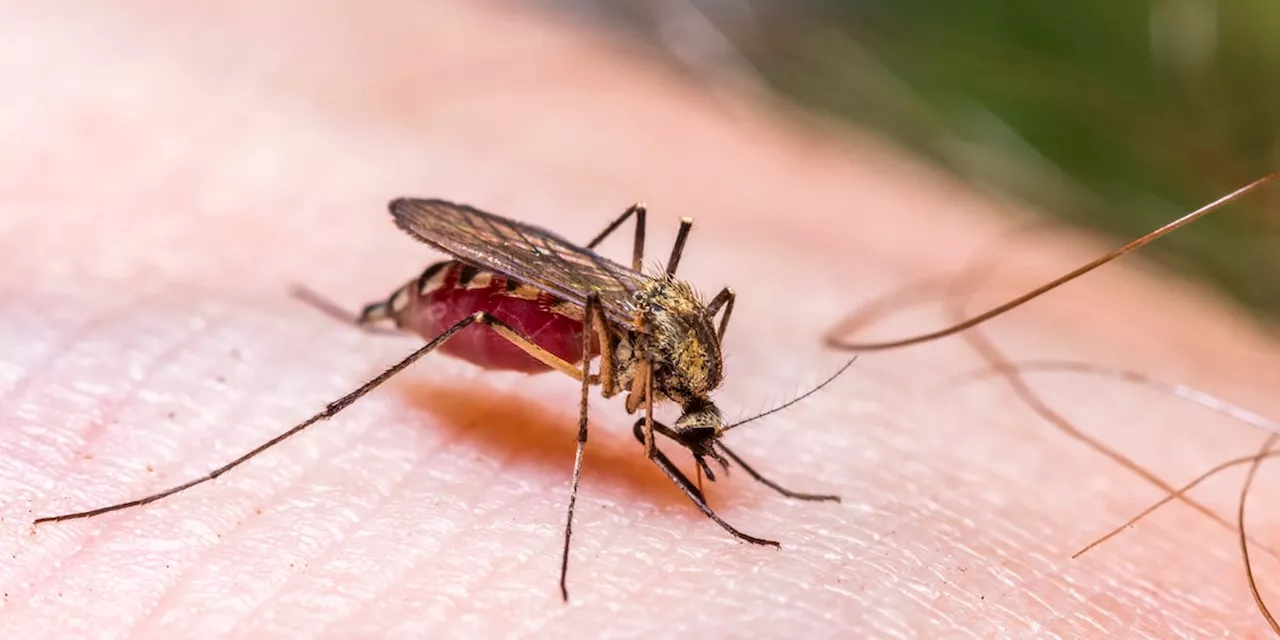 Essig gegen Mücken: So stellen Sie die Insektenfalle her