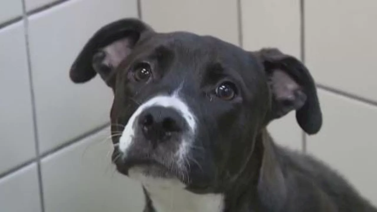 Dickinson no-kill animal shelter faces crisis, needs community support