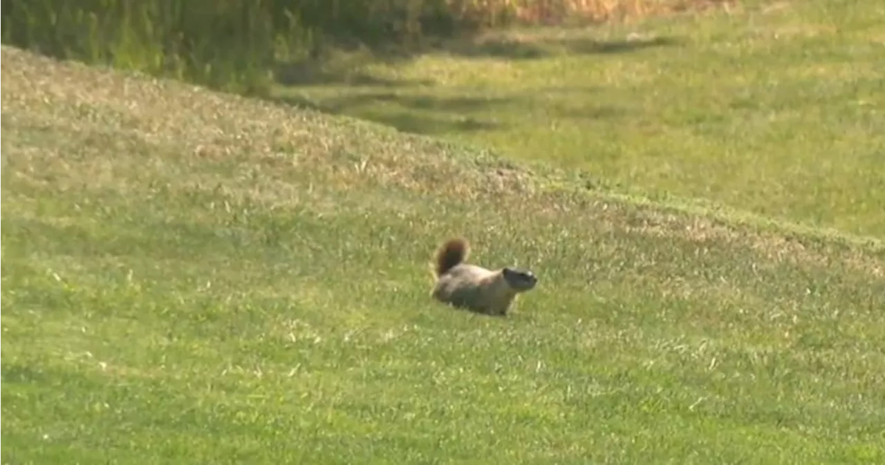 Burrowing marmots undermining homes in West Kelowna neighbourhood