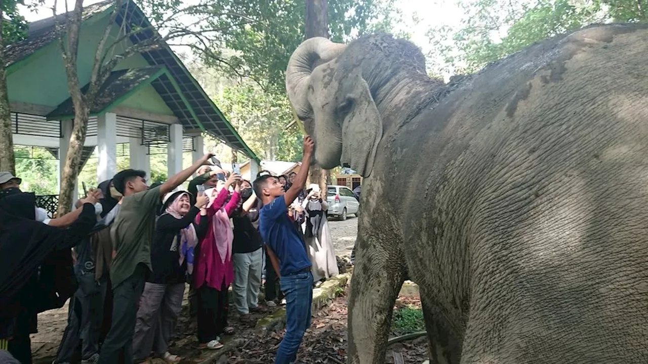 Hampir 50.000 Hektar di DAS Peusangan Aceh Disiapkan untuk Koridor Gajah Sumatera