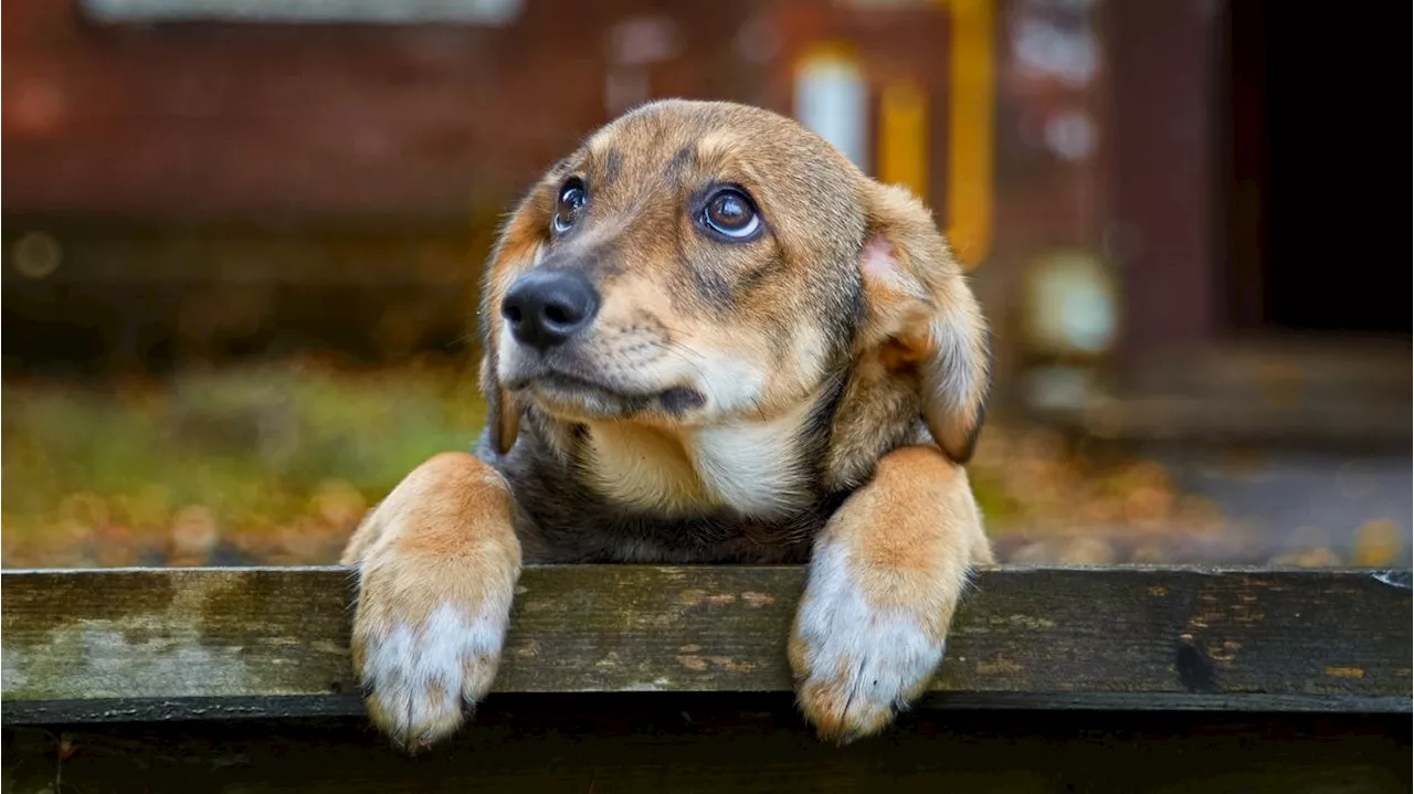 So sehr kann dein Hund um den Kumpel trauern