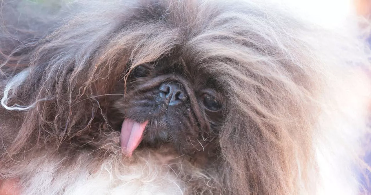 World’s Ugliest Dog contest: Eight-year-old Pekinese Wild Thang claims title