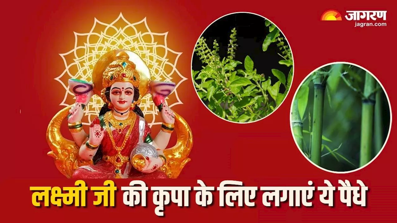 Vastu Tips For Plant: वास्तु के अनुसार घर में लगाएं ये 4 पौधे, धन की देवी की बरसेगी कृपा