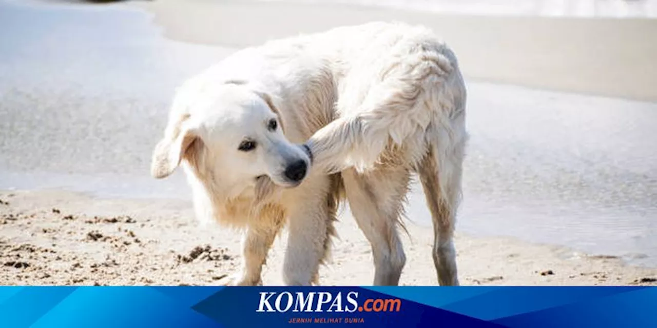 5 Perilaku Aneh yang Umum Dilakukan Anjing Peliharaan dan Alasannya